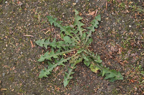 Ugressbrenner: Før Ugressbrenner: Før